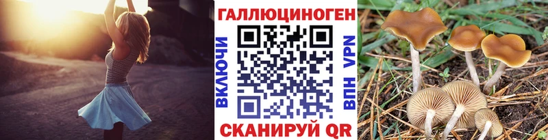 дарк нет клад  Бикин  Псилоцибиновые грибы прущие грибы 